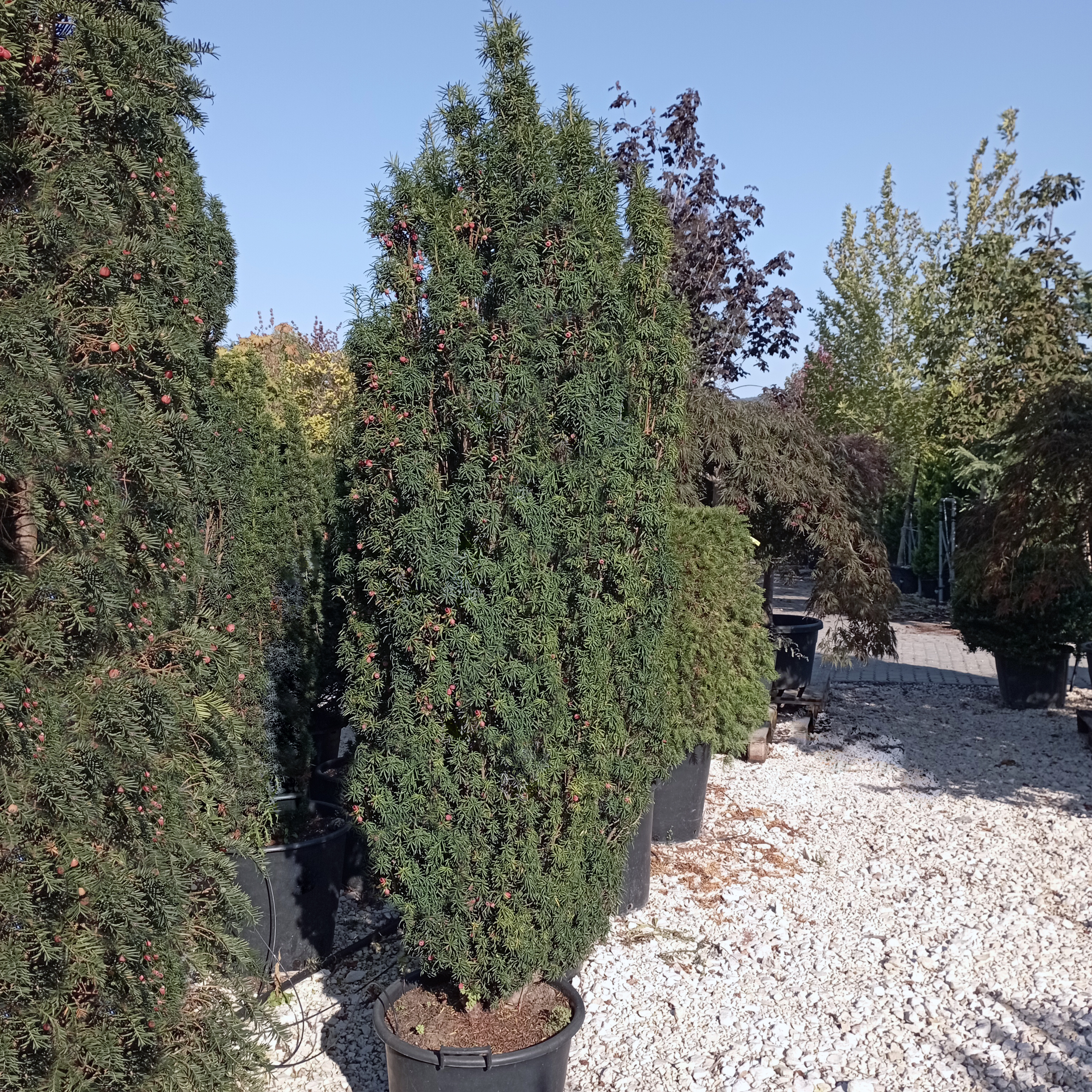 Taxus baccata 'Fastigiata Robusta' Oszlopos tiszafa